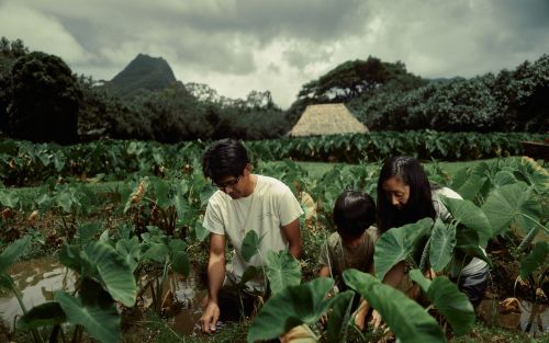 Two people working in taro field with mountains in background