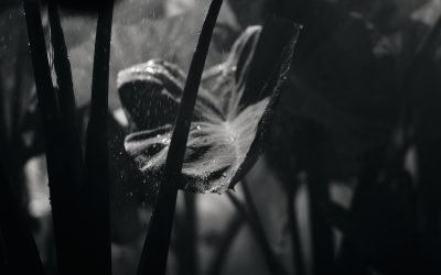 Hāloa: The Story of Our Ancestor