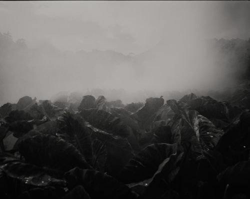 Black-and-white photo of taro field with fog
