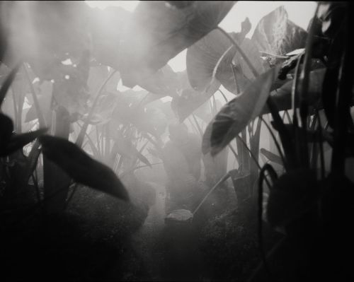 Black-and-white photo of taro leaves in mist