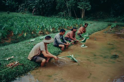 Group planting taro in row within muddy lo‘i