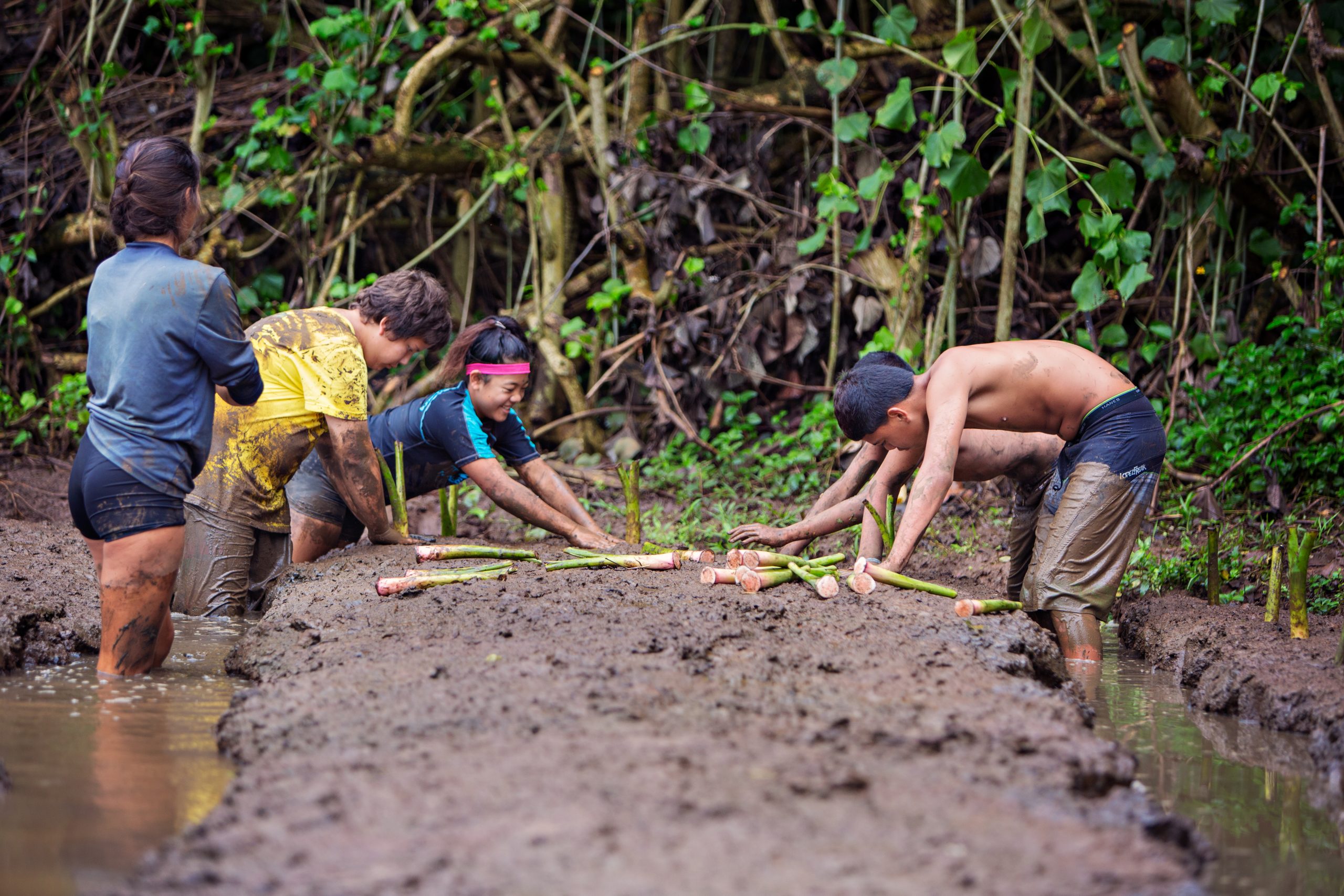 Person holding large kalo leaves in taro field