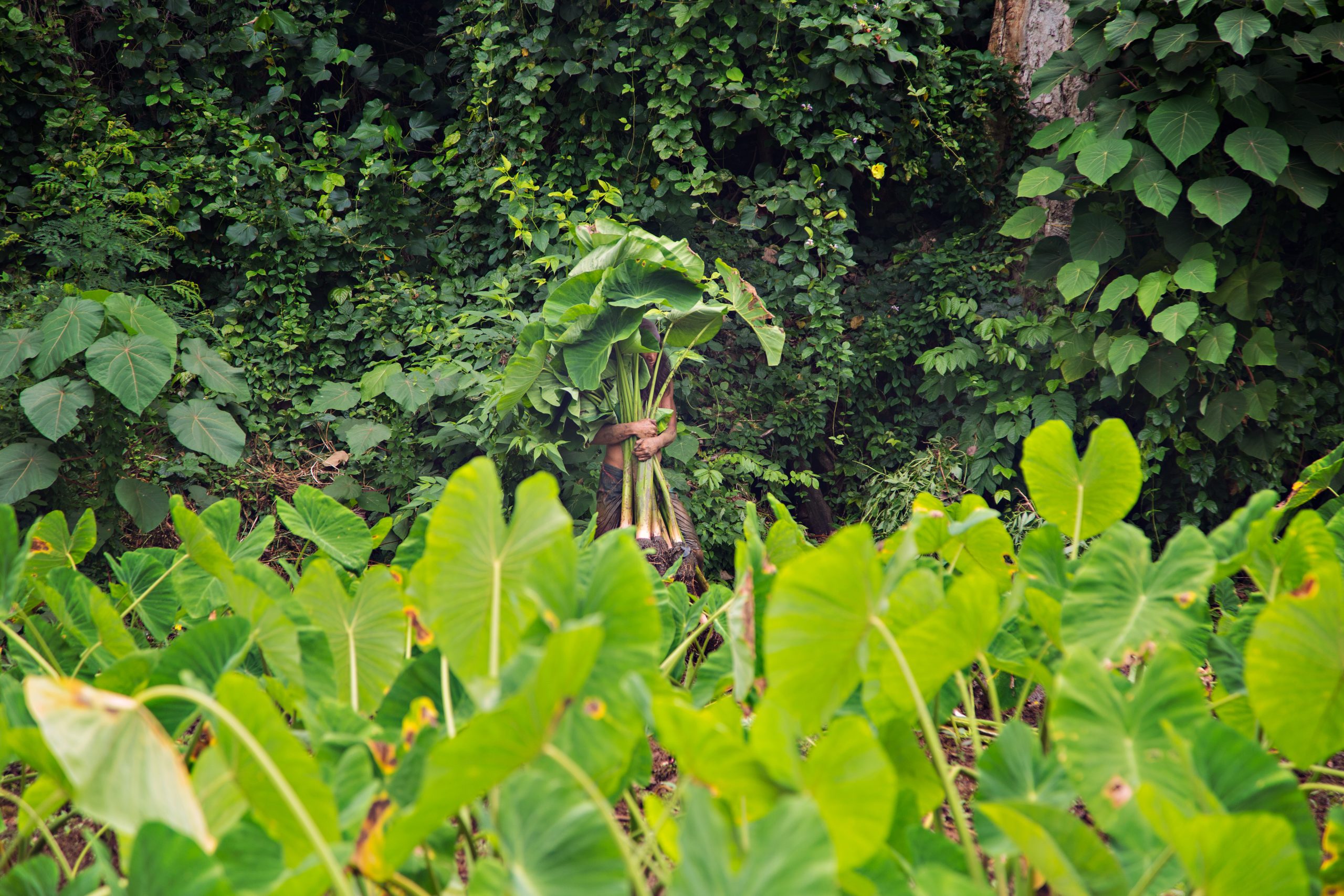 Person holding large kalo leaves in taro field