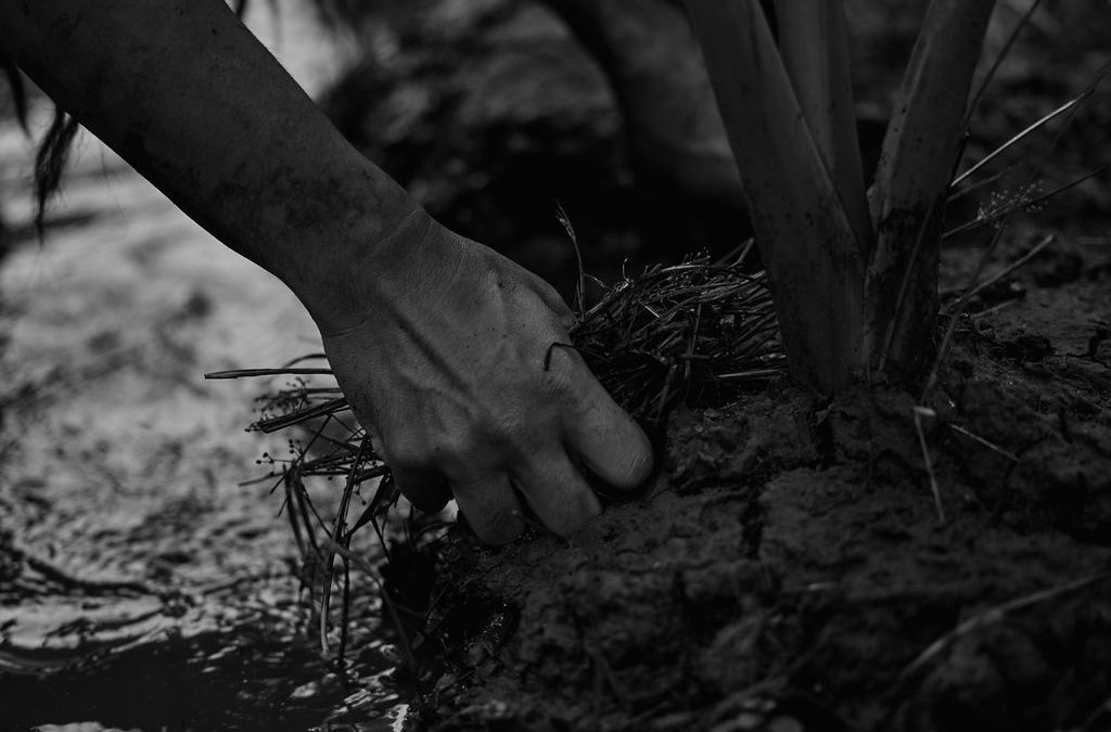 Mākālei: A Story of Chief Olomana and the Stewards of Kailuaʻs Resources