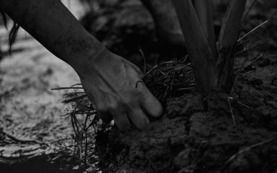 Mākālei: A Story of Chief Olomana and the Stewards of Kailuaʻs Resources