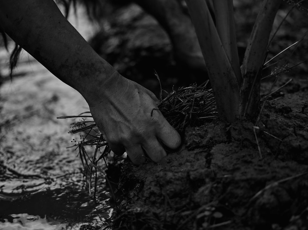 Person holding large kalo leaves in taro field